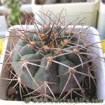 Gymnocalycium castellanosii var. armillatum P217