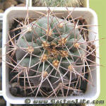 Gymnocalycium castellanosii var. armillatum P217