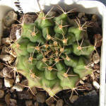 Gymnocalycium damsii