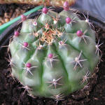 Gymnocalycium nisitsii hybr.