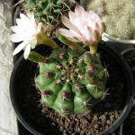 Gymnocalycium nisitsii hybr.