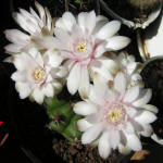 Gymnocalycium nisitsii hybr.