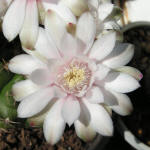 Gymnocalycium nisitsii hybr.