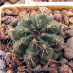 Gymnocalycium damsii ssp. boosii STO1711