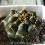 Gymnocalycium damsii ssp. evae STO983