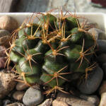 Gymnocalycium damsii torulosum