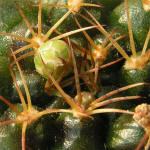 Gymnocalycium damsii torulosum