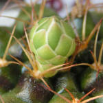 Gymnocalycium damsii torulosum