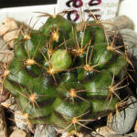 Gymnocalycium damsii torulosum