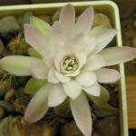 Gymnocalycium damsii torulosum