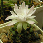 Gymnocalycium damsii torulosum