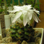 Gymnocalycium damsii torulosum