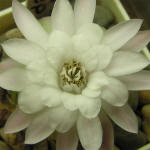 Gymnocalycium damsii torulosum