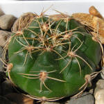 Gymnocalycium denudatum