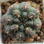 Gymnocalycium erolesii LB2308