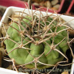 Gymnocalycium ferox GN395