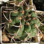 Gymnocalycium ferox GN395