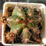 Gymnocalycium fleischerianum P411