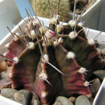 Gymnocalycium friedrichii