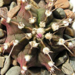 Gymnocalycium friedrichii