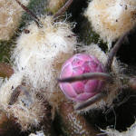 Gymnocalycium friedrichii