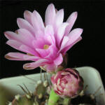 Gymnocalycium friedrichii