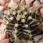 Gymnocalycium friedrichii