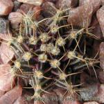 Gymnocalycium friedrichii