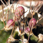 Gymnocalycium friedrichii