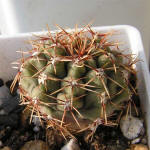 Gymnocalycium gaponii B42