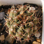 Gymnocalycium gaponii B42