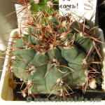 Gymnocalycium gaponii B42