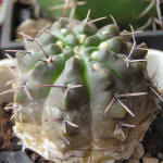 Gymnocalycium gibbosum WP151-233