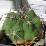 Gymnocalycium monvillei var. grandiflorum