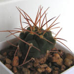 Gymnocalycium guanchinense P226