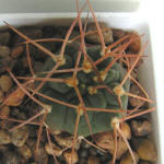 Gymnocalycium guanchinense P226