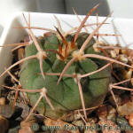 Gymnocalycium guanchinense P226