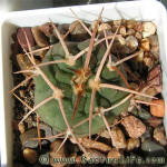 Gymnocalycium guanchinense P226