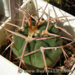 Gymnocalycium guanchinense P226