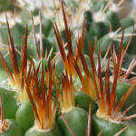 Gymnocalycium horridispinum GN384-1286