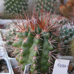 Gymnocalycium horridispinum GN384-1286