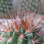 Gymnocalycium horridispinum GN384-1286