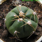 Gymnocalycium Horstii