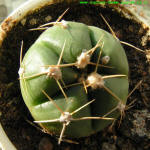 Gymnocalycium Horstii