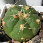 Gymnocalycium horstii