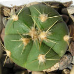 Gymnocalycium horstii