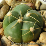 Gymnocalycium horstii Gf105