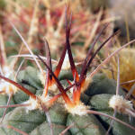 Gymnocalycium hossei P139