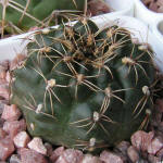 Gymnocalycium leptanthum