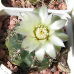 Gymnocalycium leptanthum